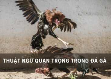 các thuật ngữ đá gà