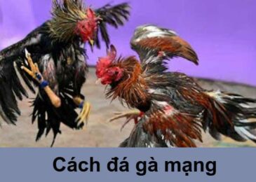 cách đá gà mạng