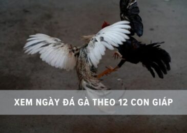 coi ngày đá gà 12 con giáp
