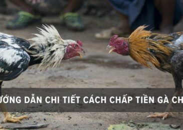hướng dẫn chấp tiền gà chọi