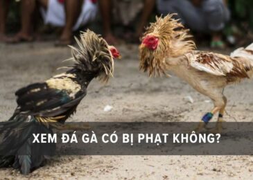 xem đá gà có bị bắt không