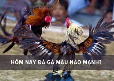 xem ngày tốt đá gà