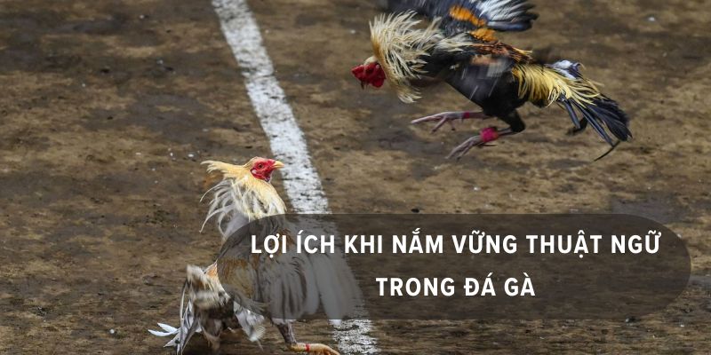 các thuật ngữ trong đá gà