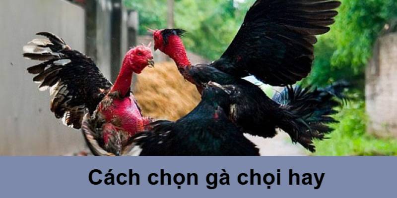 cách chọn gà chọi hay
