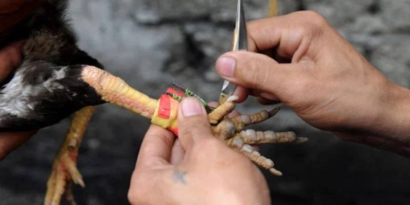 cách đá gà mạng luôn thắng