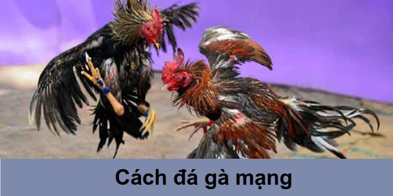 cách đá gà mạng