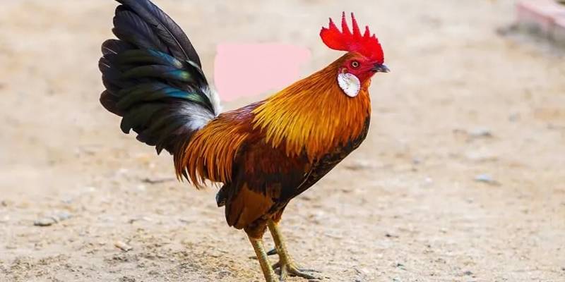 cách xem gà chọi