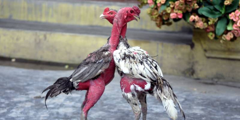chọn gà đá hay