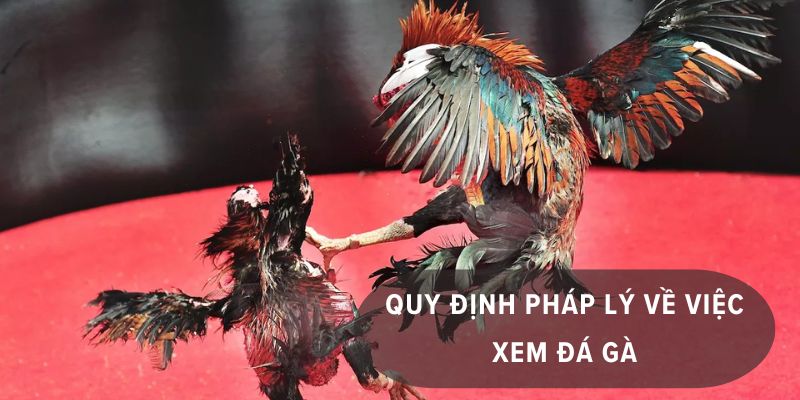 coi đá gà có bị phạt không