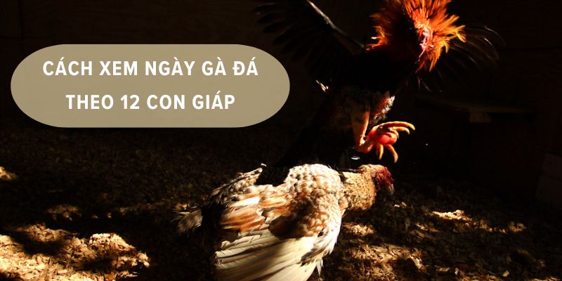 đá gà 12 con giáp