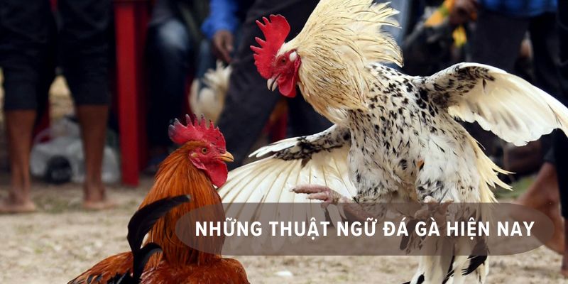 thuật ngữ đá gà