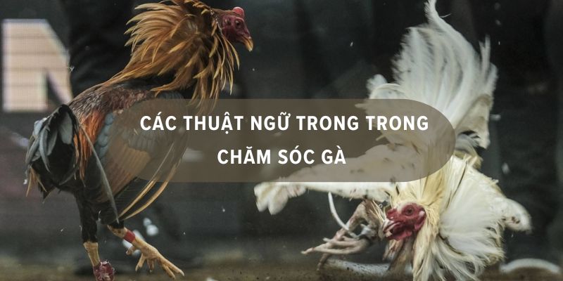 thuật ngữ trong đá gà
