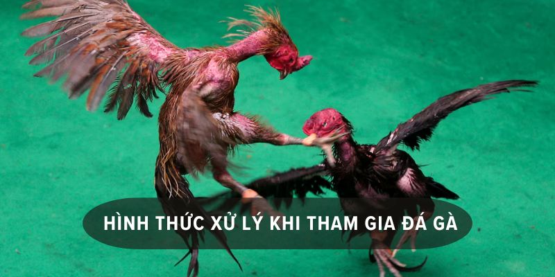 xem đá gà bị phạt