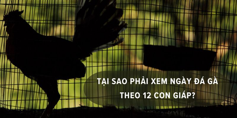 xem ngày đá gà theo 12 con giáp